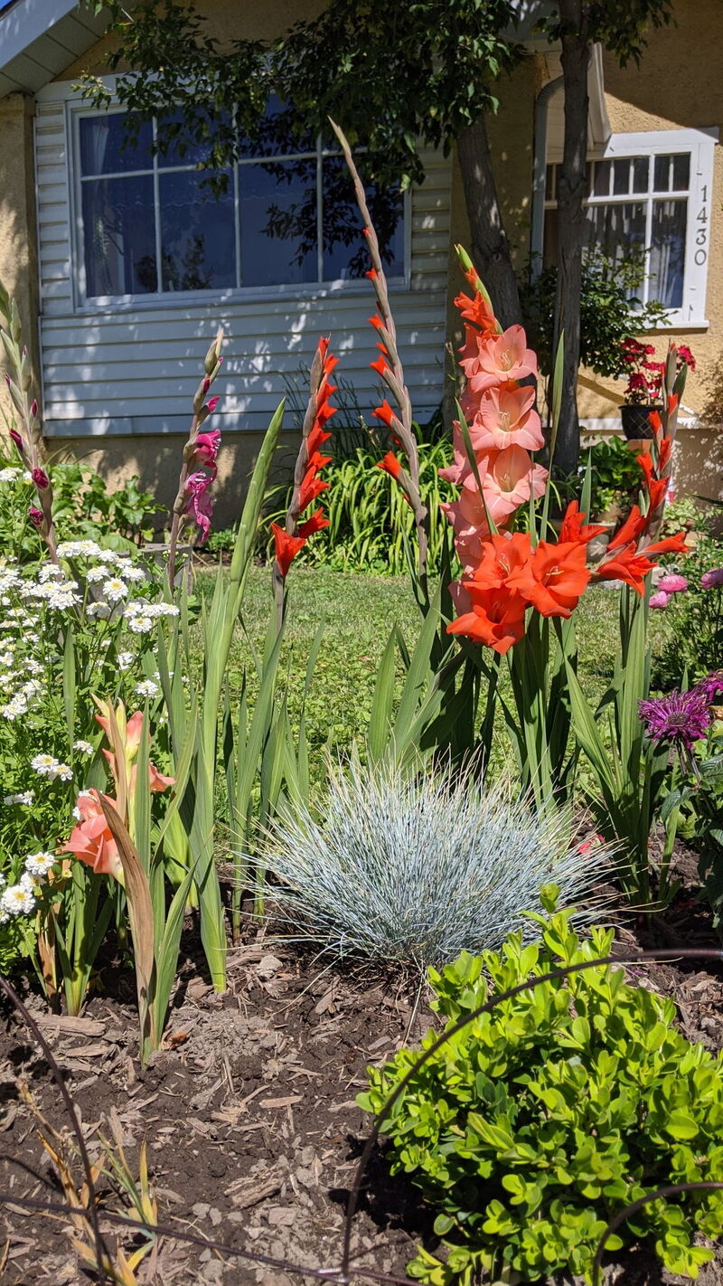 Gladiolus Pack