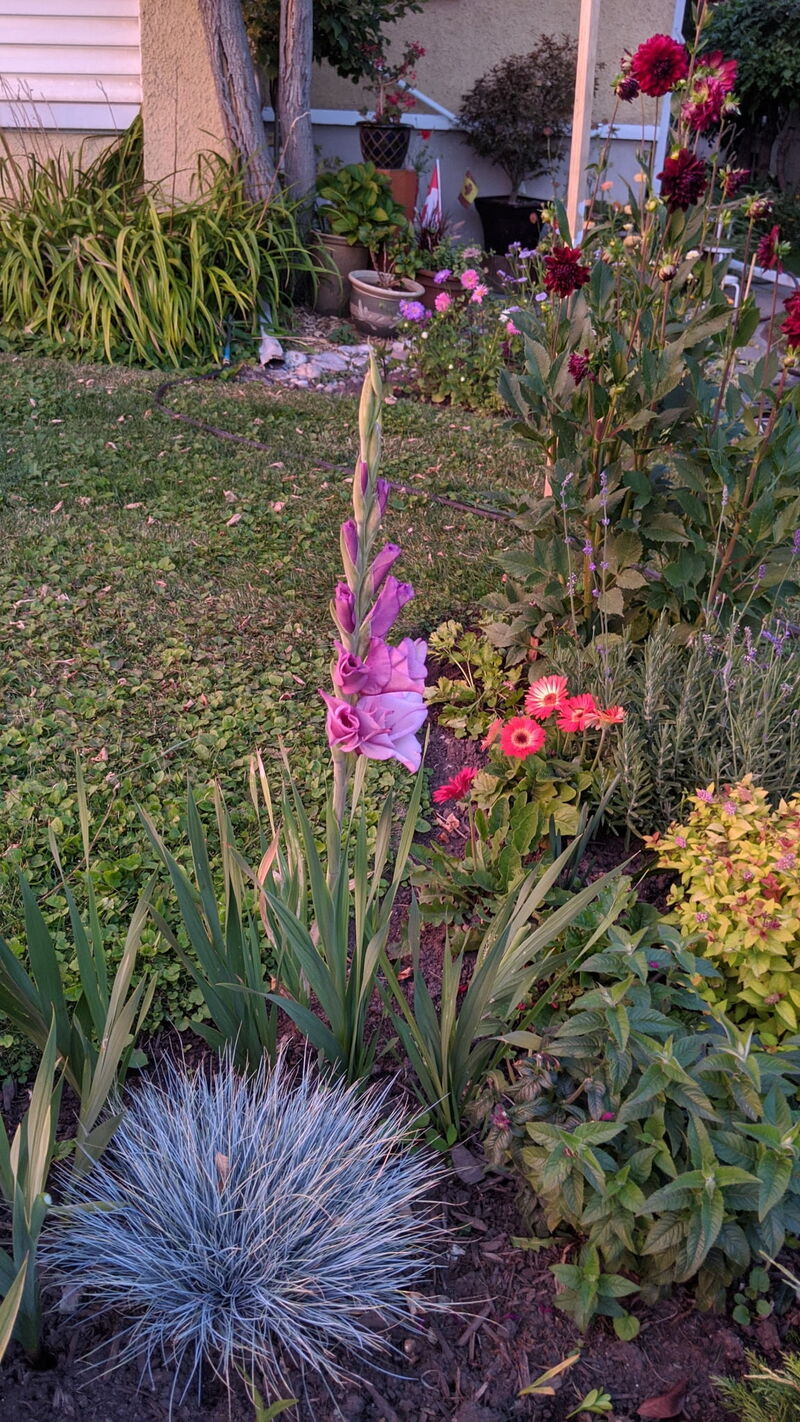 Gladiolus Pack