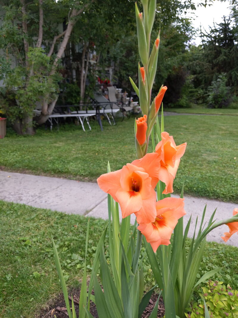 Gladiolus "Olympic Flame"