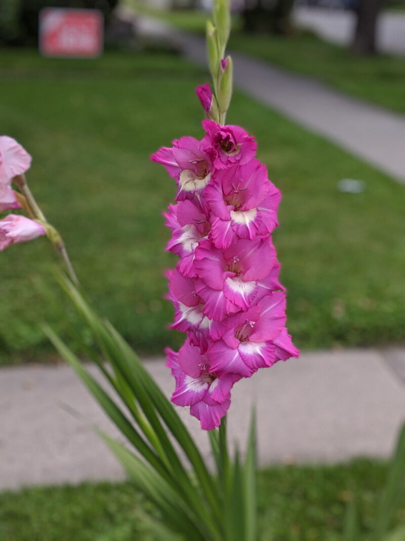 Gladiolus 