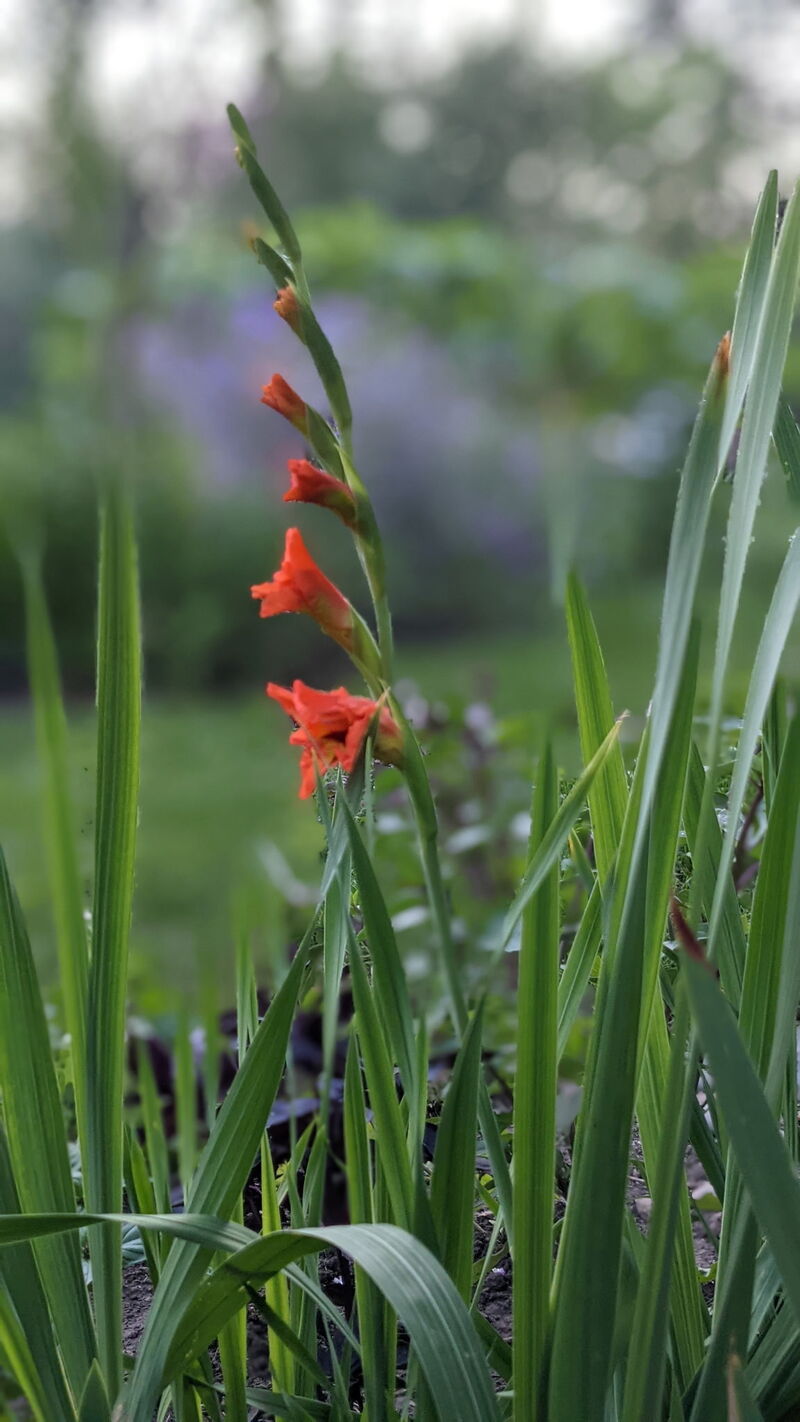 Gladiolus Early Bloom