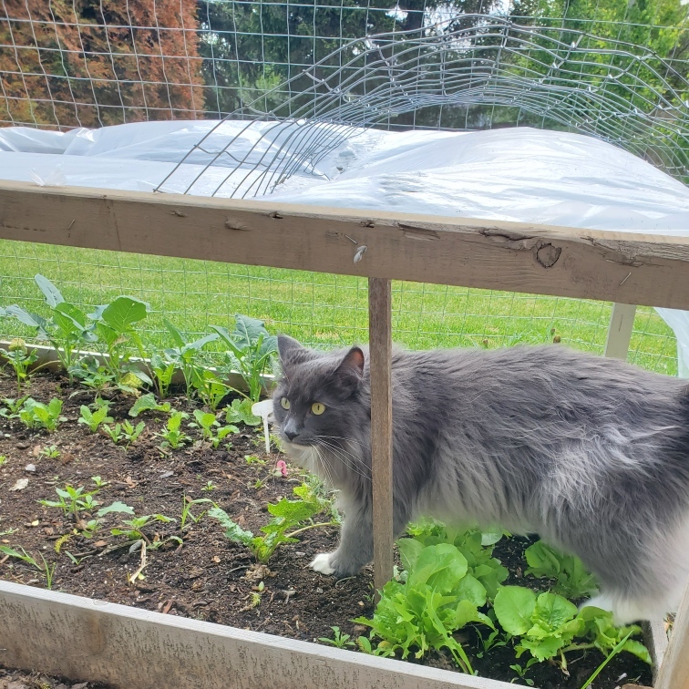 Garden Planting in Saskatoon. Featuring a helper