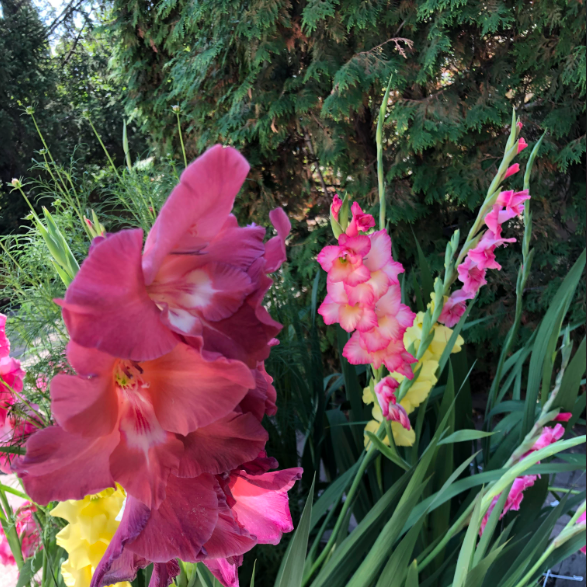 Gladiolus Bulb Pack planted in Saskatoon, SK