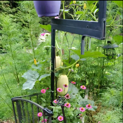 Horticultural Consultation in Saskatoon. Annual Hanging Baskets, Cosmos, Zinnias, Spaghetti Squash