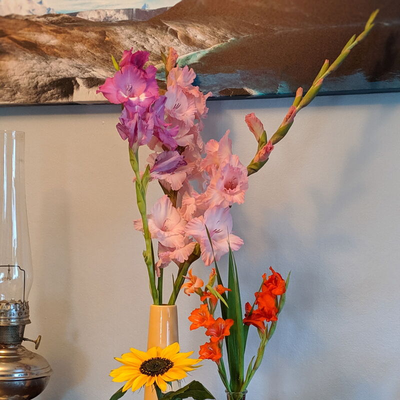 Gladiolus Bouquet
