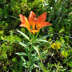 Western Red Lily. Saskatoon