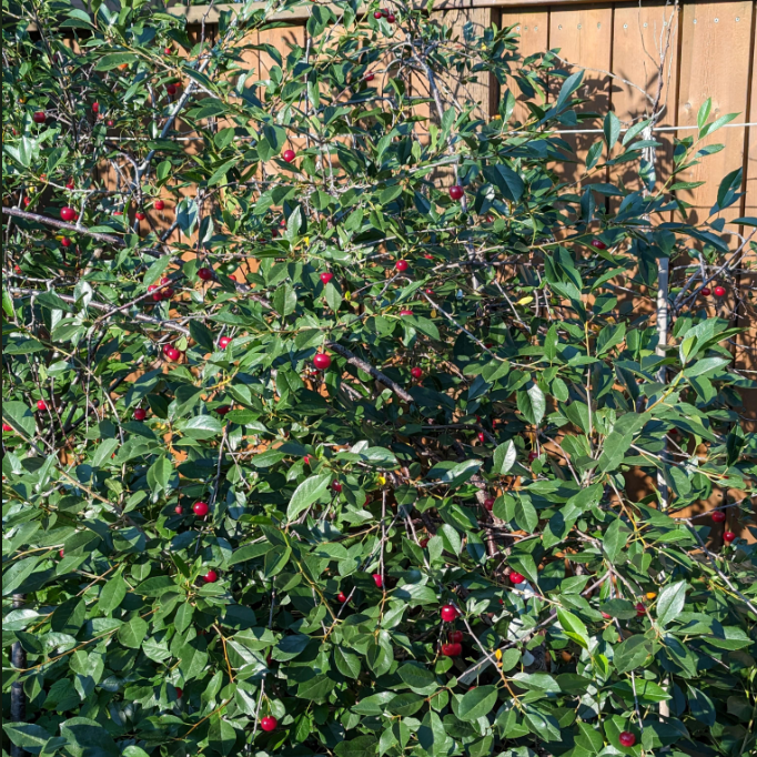 Dwarf Sour Cherry by reddit u/-supdawg-