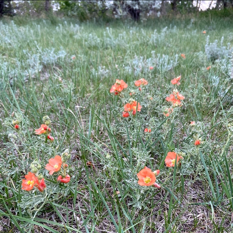 Early Cinquefoil. Moose Jaw