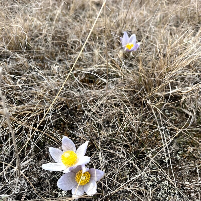Prairie Crocus.Saskatoon