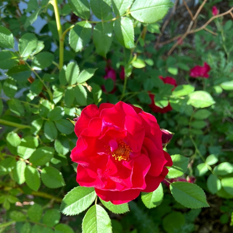 Rose Planted in Moose Jaw