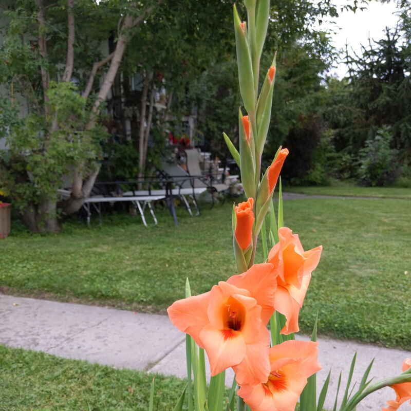 Front yard landscaping refresh in Saskatoon, SK