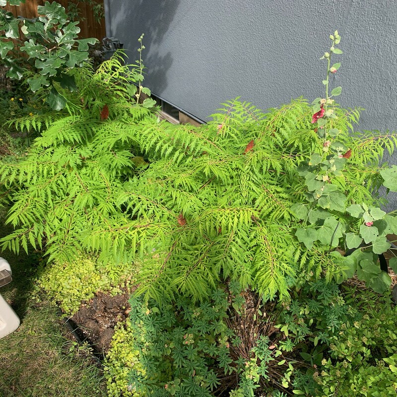 Sask Perennial Planted in Saskatoon