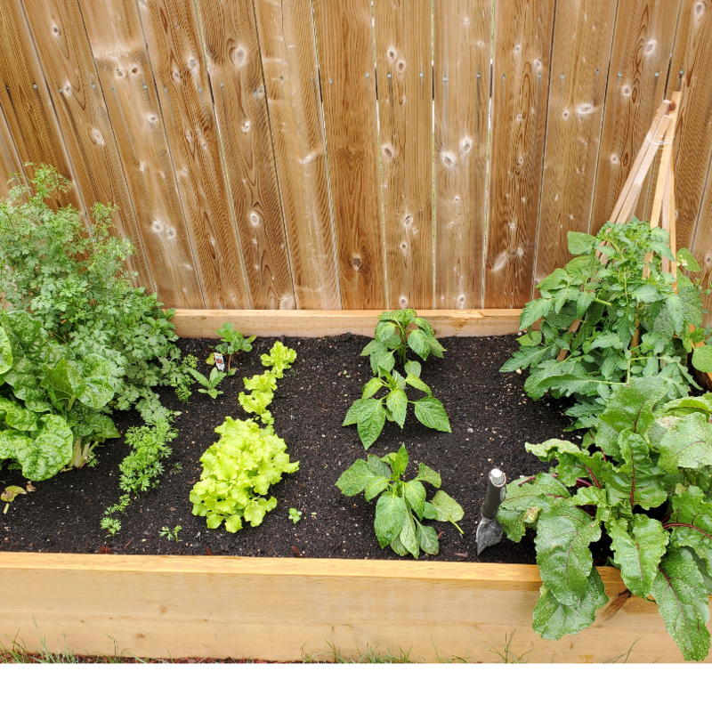 Raised Garden Bed Built, Installed, and Planted in Saskatoon 