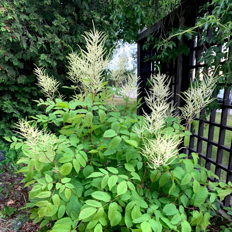 Sask Perennial Planted in Saskatoon