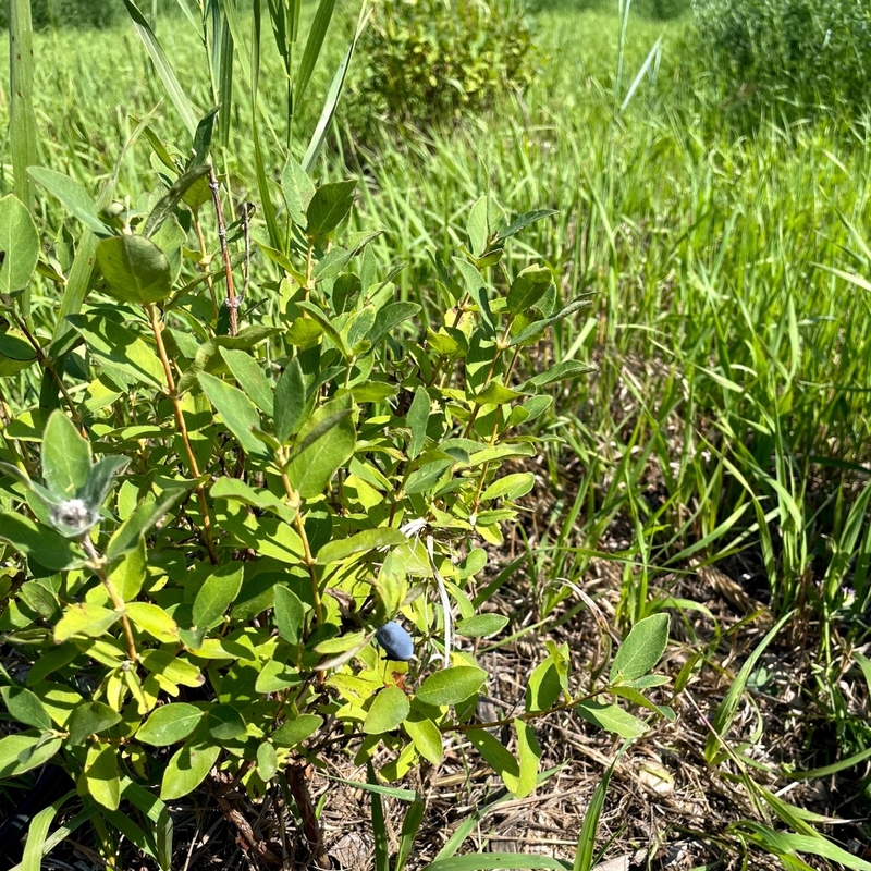 Haskap "Beast" Planted near Moose Jaw