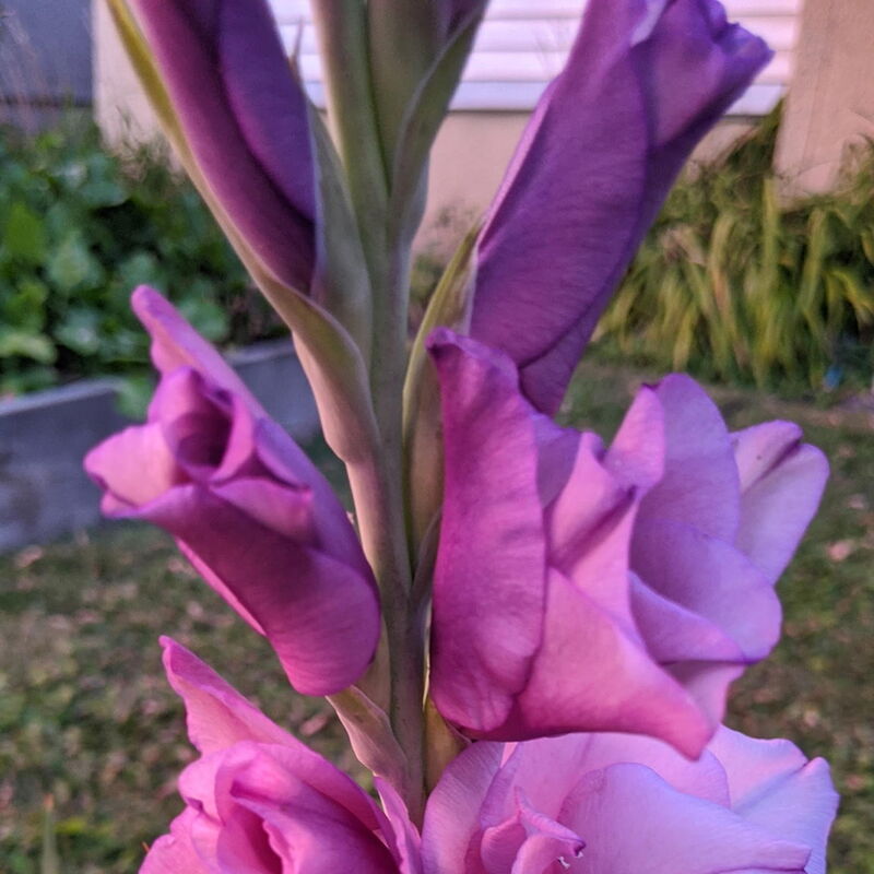 Front yard landscaping refresh in Saskatoon, SK