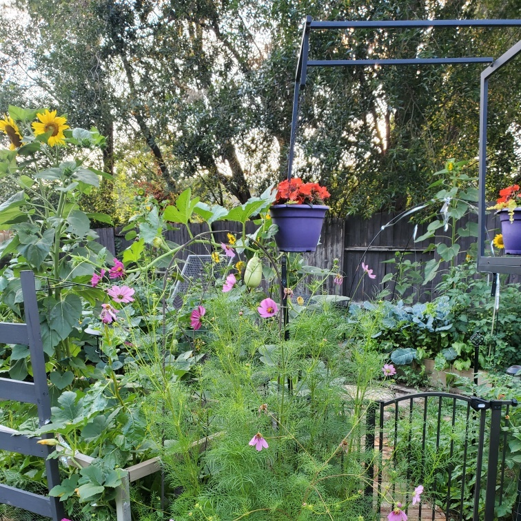 Horticultural Consultation in Saskatoon. Annual Hanging Baskets, Cosmos, Zinnias, Perennials