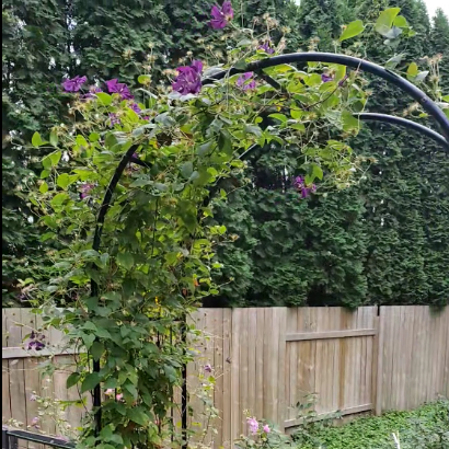 Clematis Planted in Saskatoon "Year 2 of Growth"