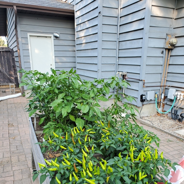Pepper Cart Planted in Saskatoon