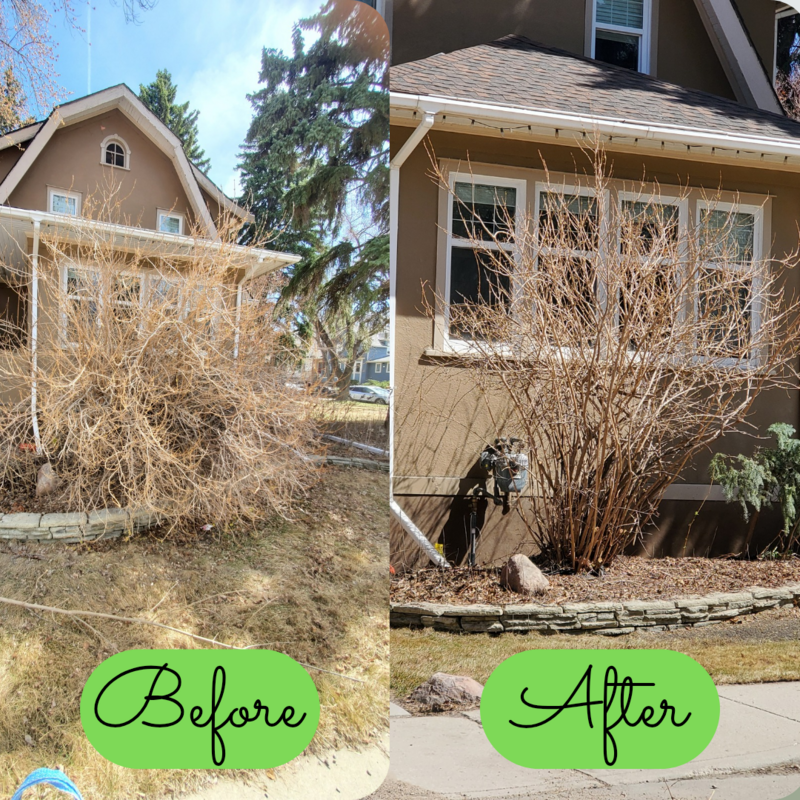 Rejuvenation Pruning in Saskatoon 